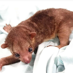 Male Kinkajou