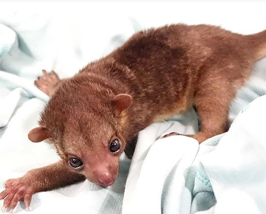 Male Kinkajou