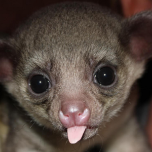 Female Kinkajou