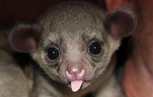 Female Kinkajou