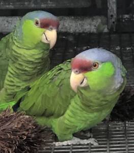 Lilac Crowned Amazon’s, genuine breeding pair