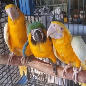 Blue and Gold Macaw, split Lutino Hen