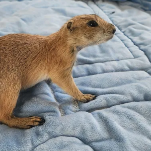 Milo- Prairie Dog Male