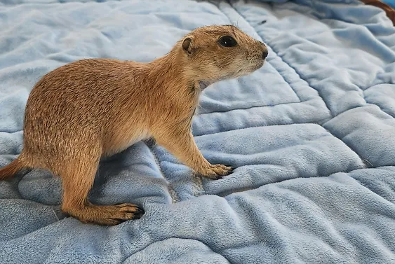 Milo- Prairie Dog Male