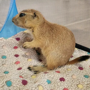 Teddy- Prairie Dog Male