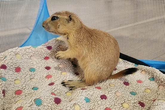 Teddy- Prairie Dog Male