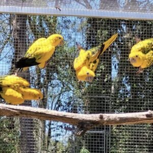 Queen of Bavarian Conures, dna sexed hens