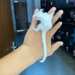 Available Sugar Glider