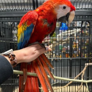 Scarlet Macaw Available