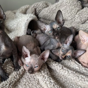 Sphynx Kittens Available