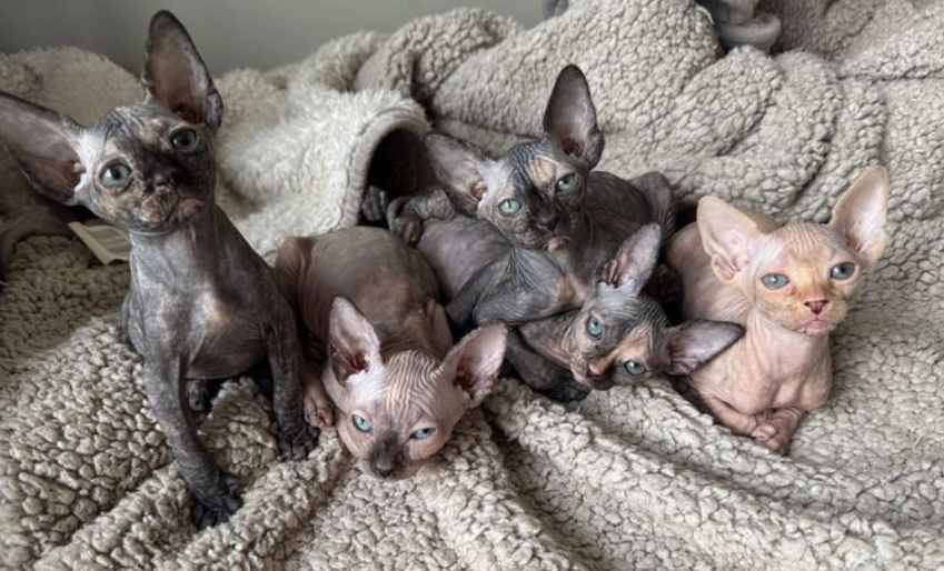 Sphynx Kittens Available