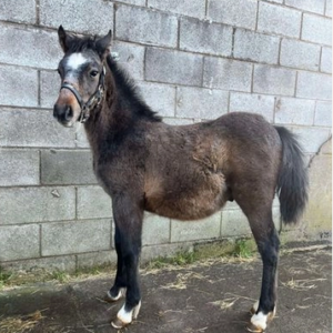 Well-Trained Foal Therapy Pet
