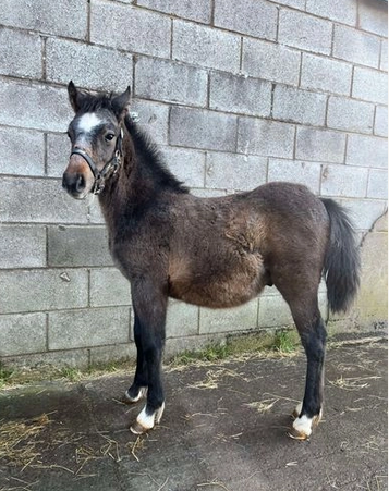 Well-Trained Foal Therapy Pet