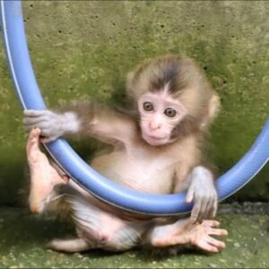 Macaque Monkey
