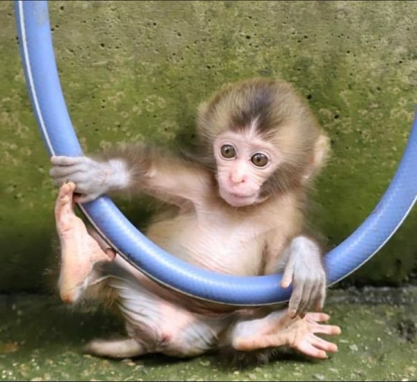 Macaque Monkey