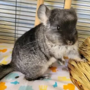 Available Chinchilla