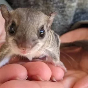 Available Flying Squirrel