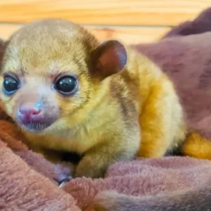 Available Kinkajou
