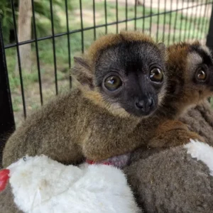 Available Lemur