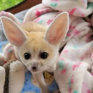 Fox Fennec/Sphynx Kittens