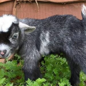 Available Farm Animals