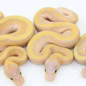 Available Ball Pythons
