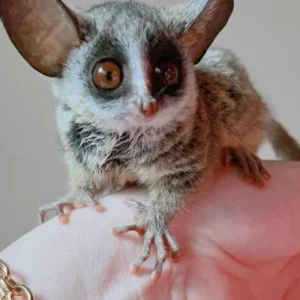 Available Bushbabies