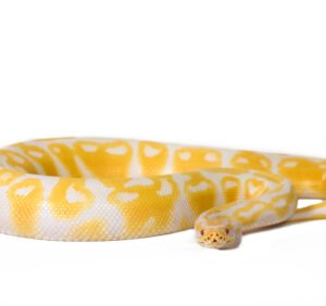 Albino Ball Pythons