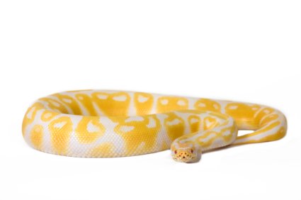 Albino Ball Pythons