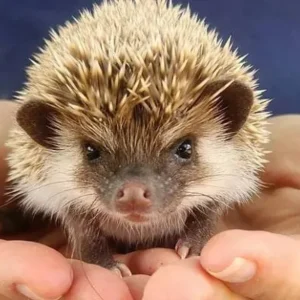 Available Hedgehog