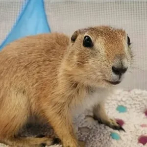 Available Prairie Dog