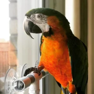 Catalina Macaw Parrot