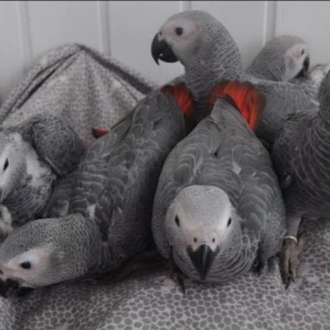 African grey parrot babies Available