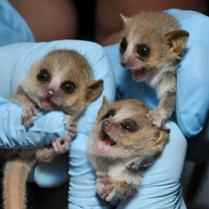 Baby Lemur Female and Male