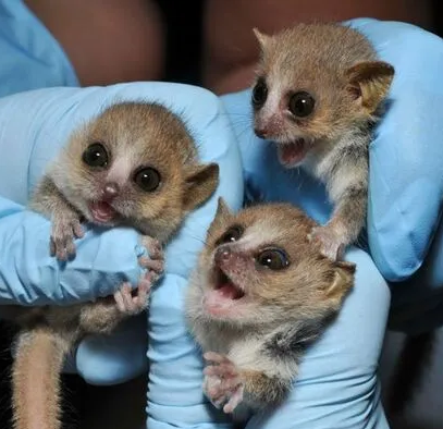 Baby Lemur Female and Male