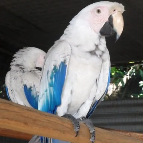 MALE -WHITE SCARLET MACAW