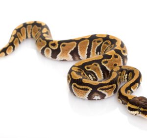 Woma Ball Python