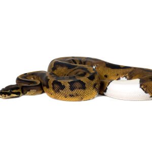 Piebald Ball Python