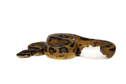 Piebald Ball Python