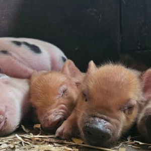 Mini pigs willowborough fully vet checked