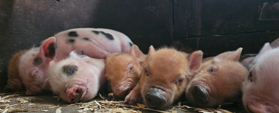 Mini pigs willowborough fully vet checked