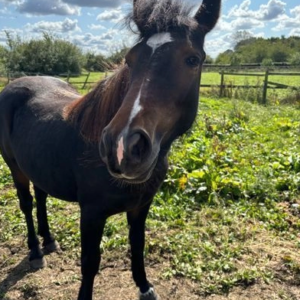 Share//loan pony 19 months