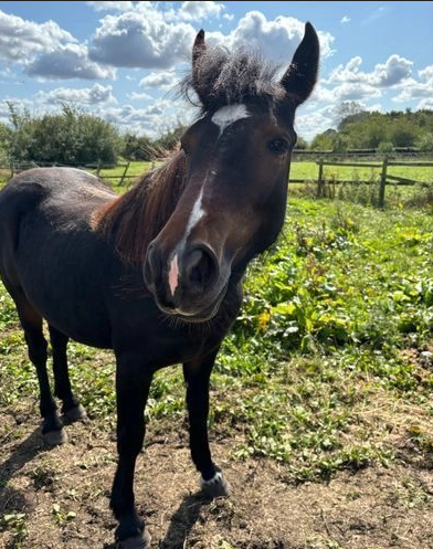 Share//loan pony 19 months