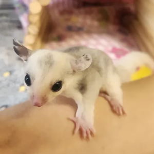 Fox – Female Sugar Glider