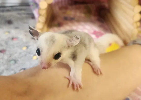 Fox – Female Sugar Glider