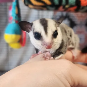 Mill – Female Sugar Glider