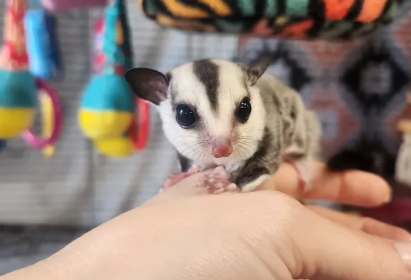 Mill – Female Sugar Glider