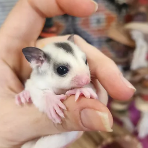 Sil – Male Sugar Glider