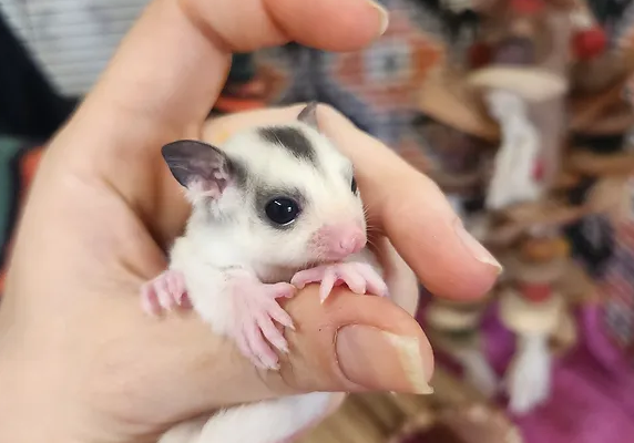 Sil – Male Sugar Glider