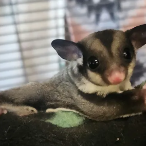Lee- Male Sugar Glider